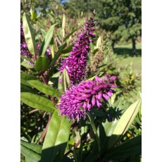 Hebe speciosa Hebe speciosa
